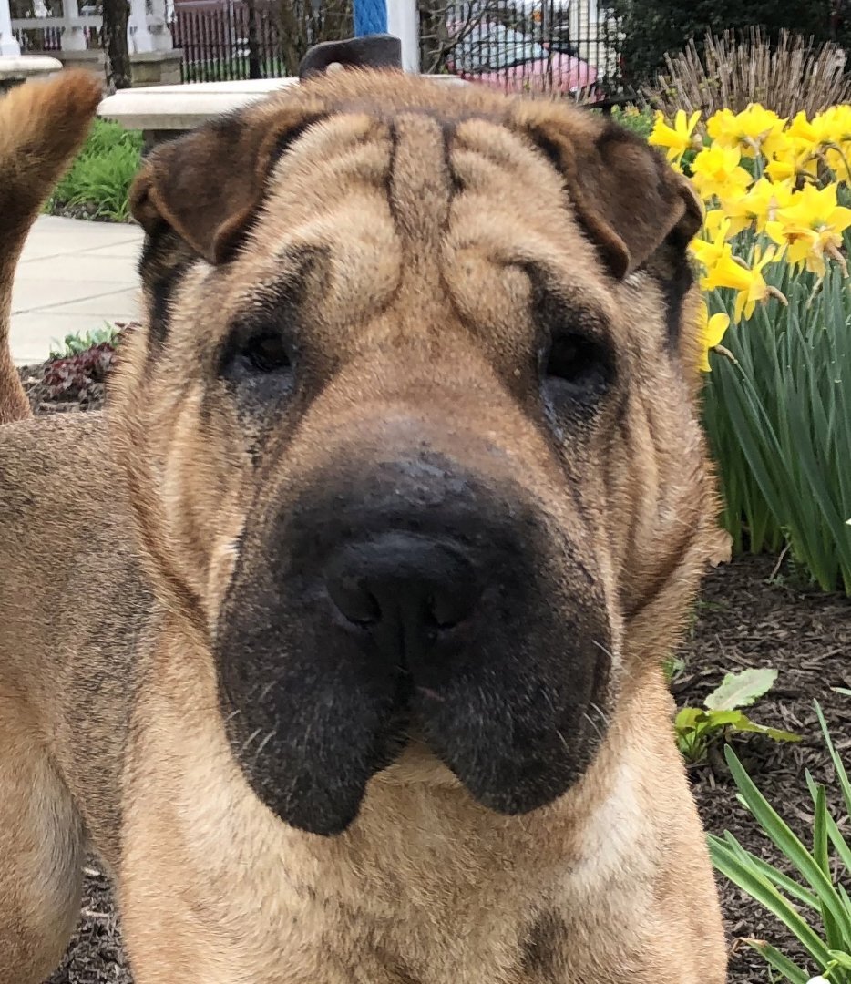 Sable 2024 shar pei