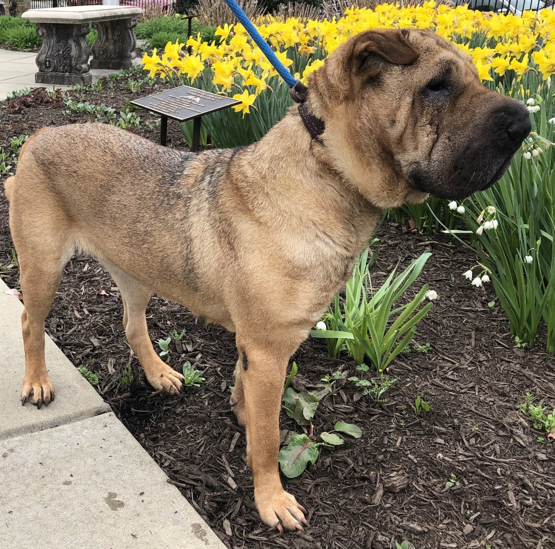 Smooch, an adoptable Shar-Pei in Lancaster, PA, 17604 | Photo Image 3