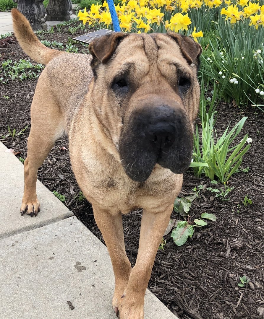 Smooch, an adoptable Shar-Pei in Lancaster, PA, 17604 | Photo Image 4