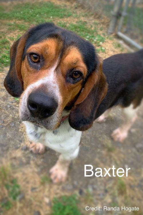 Baxter 2