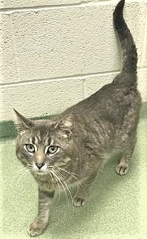 ADOPTED!   Benny (Channahon), an adopted Tabby in Channahon, IL_image-1