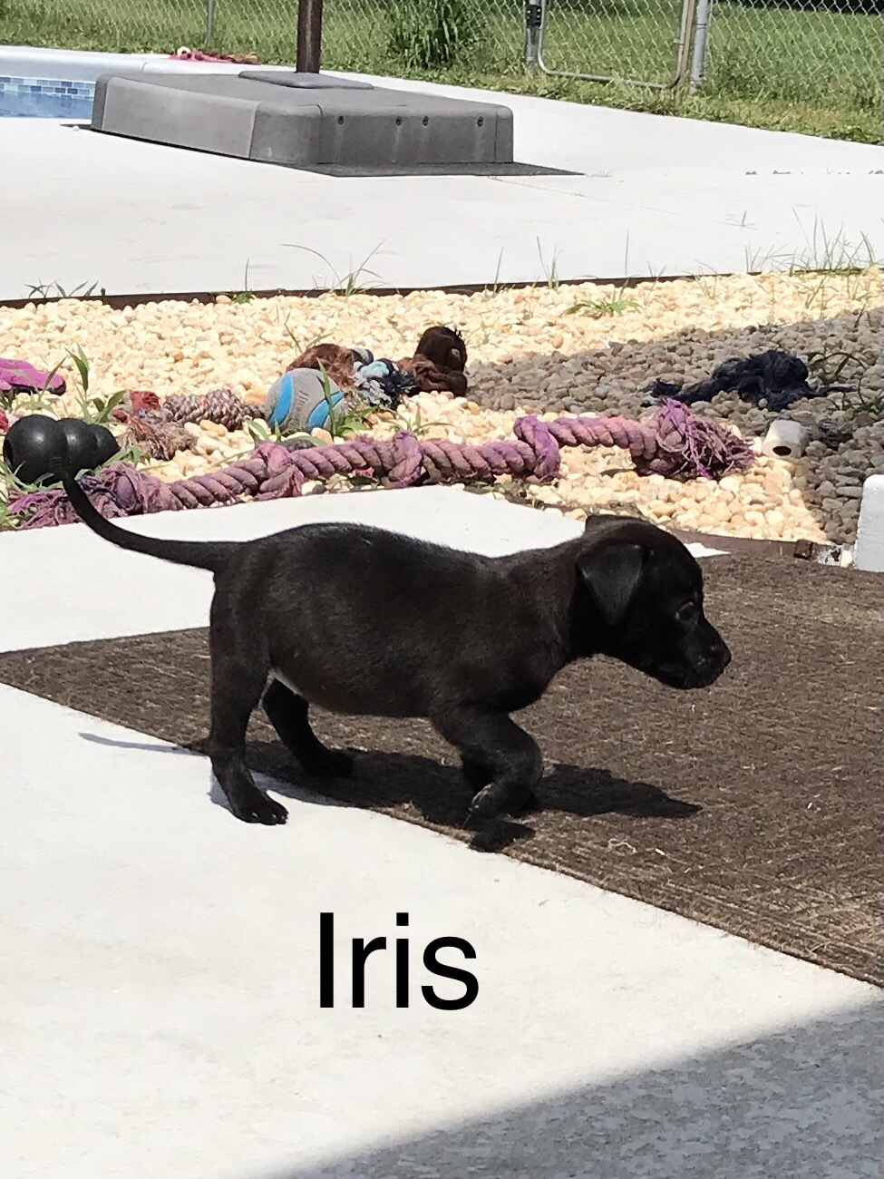 Iris detail page