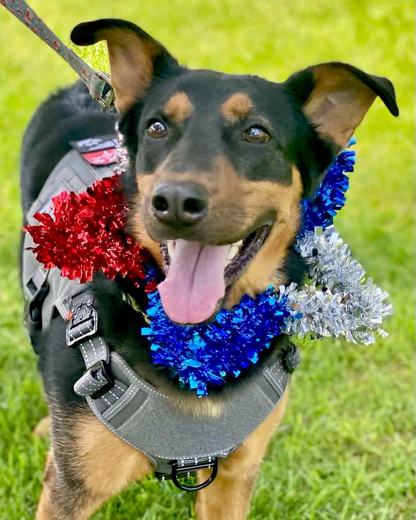 Keary, an adoptable German Shepherd Dog in San Bernardino, CA, 92407 | Photo Image 1