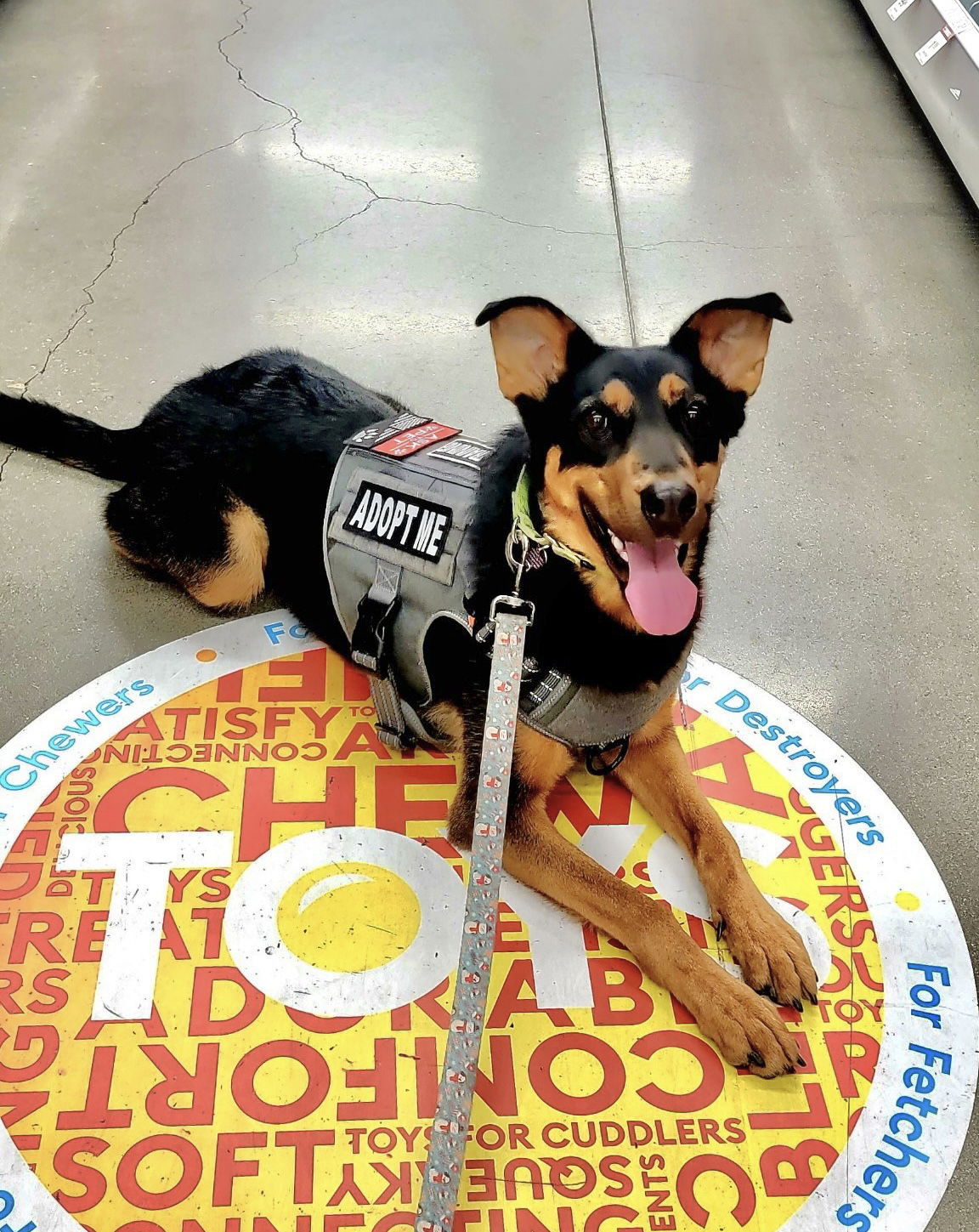 Keary, an adoptable German Shepherd Dog in San Bernardino, CA, 92407 | Photo Image 2