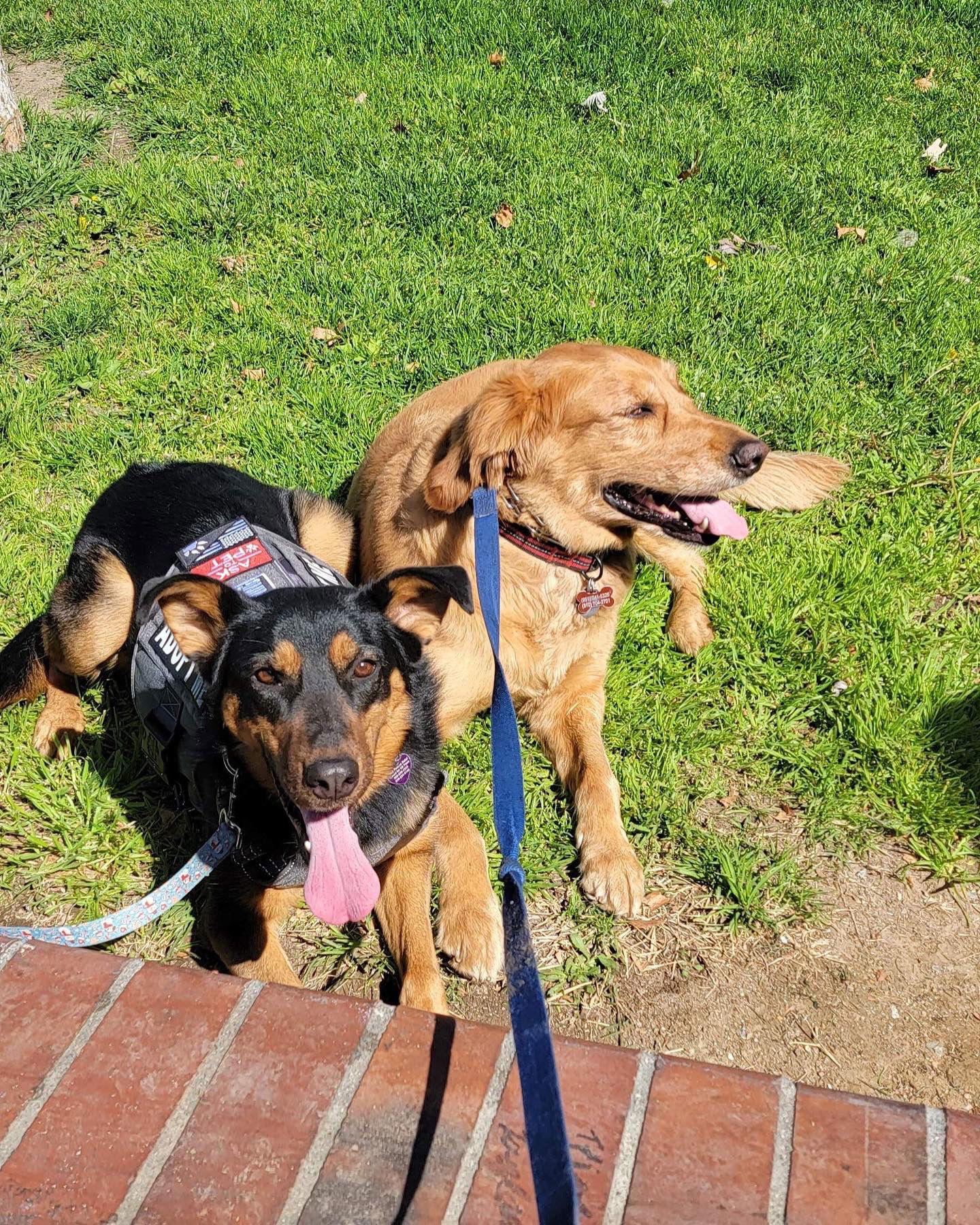 Keary, an adoptable German Shepherd Dog in San Bernardino, CA, 92407 | Photo Image 3