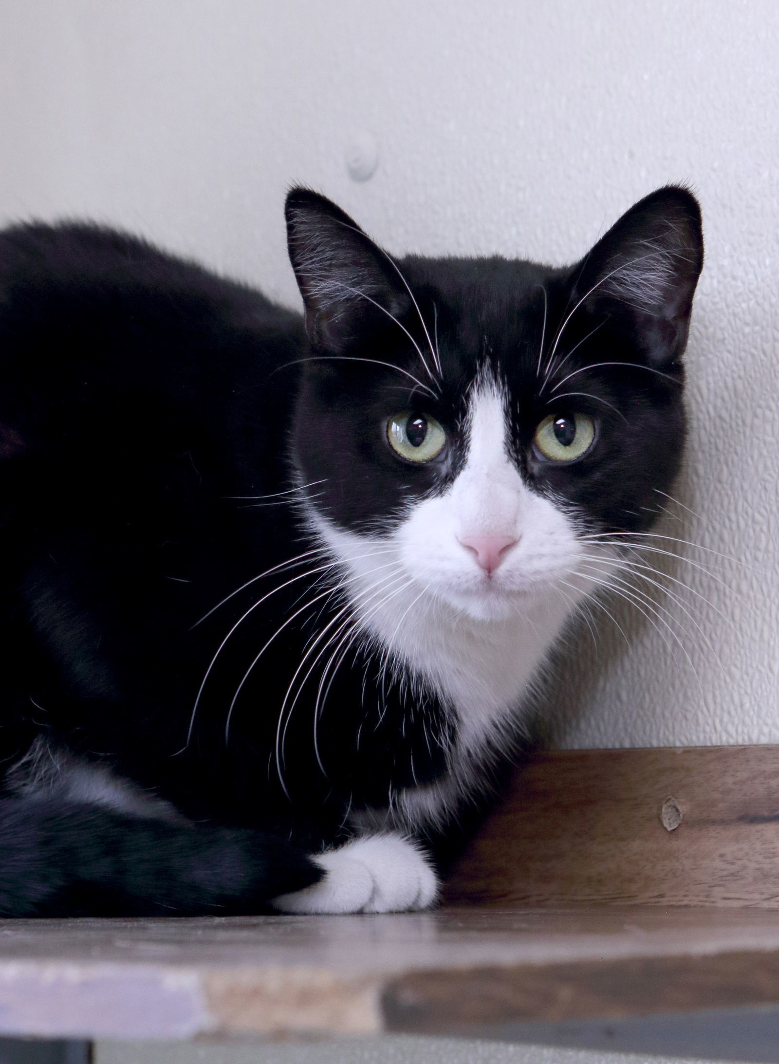 Baby, an adoptable Domestic Short Hair in Austin, MN, 55912 | Photo Image 1