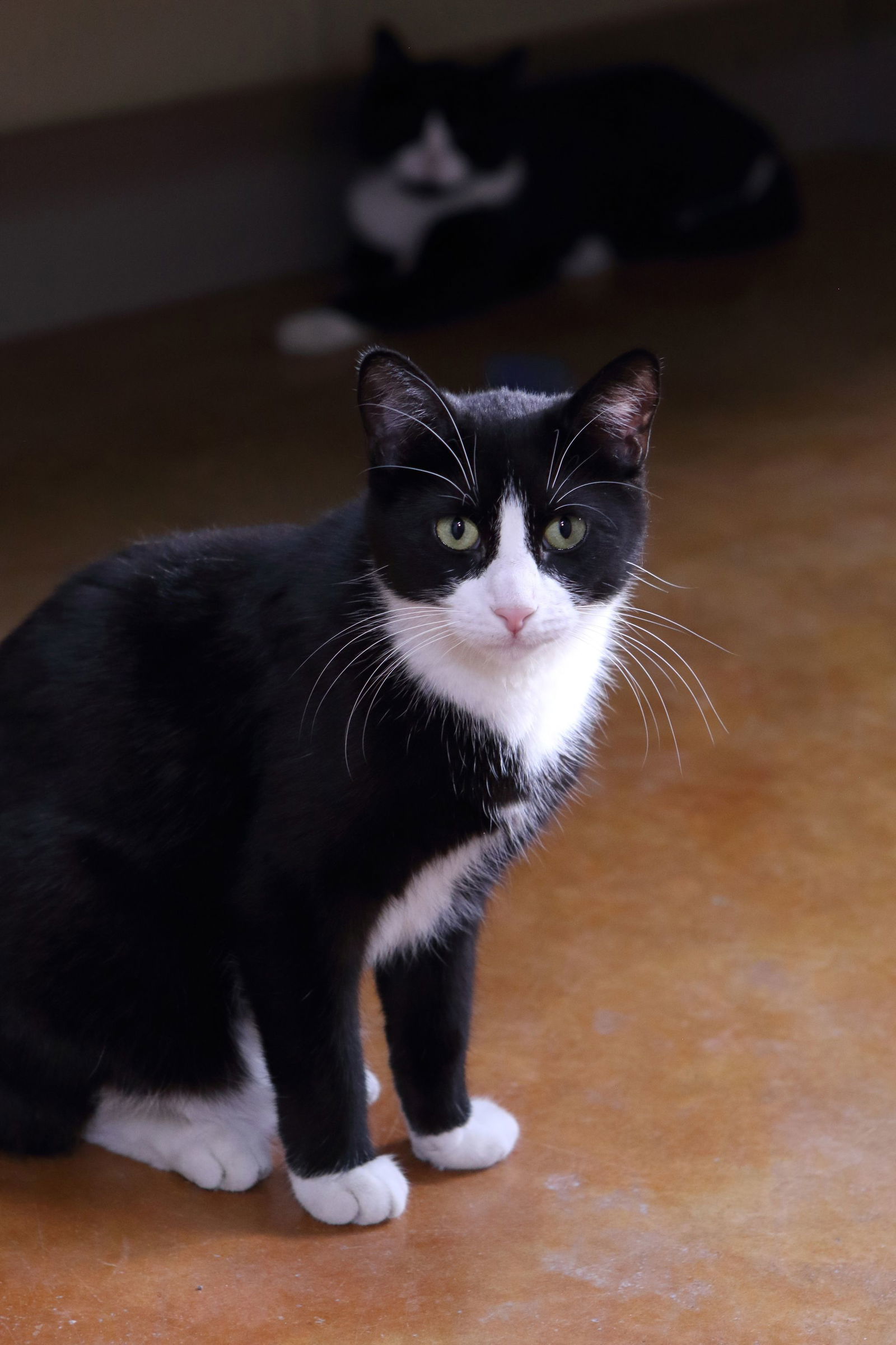 Baby, an adoptable Domestic Short Hair in Austin, MN, 55912 | Photo Image 2