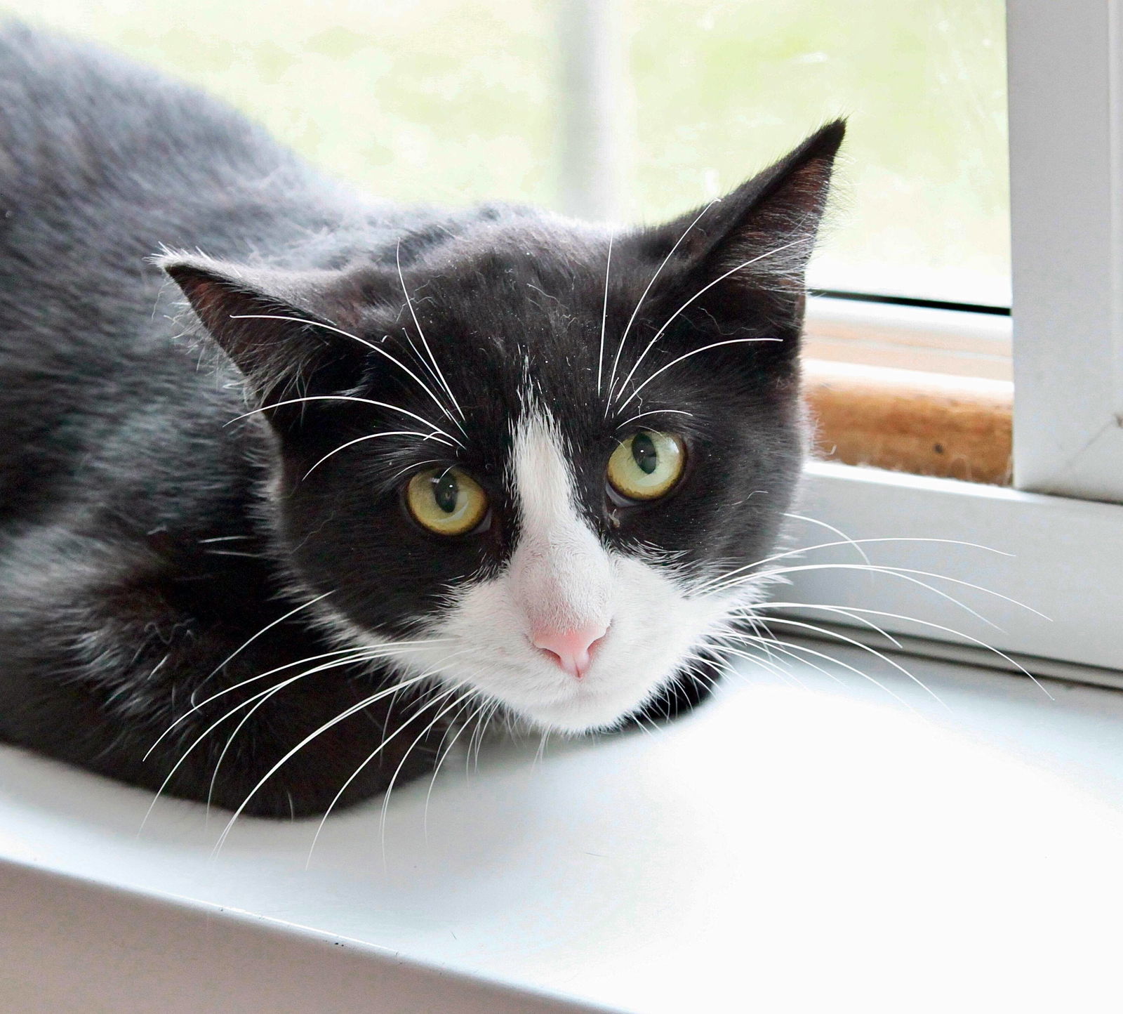 Baby, an adoptable Domestic Short Hair in Austin, MN, 55912 | Photo Image 3