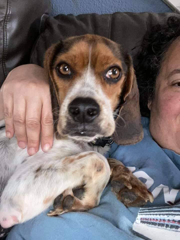 Dog For Adoption Snoopy A Beagle Mix In Houston Tx Petfinder