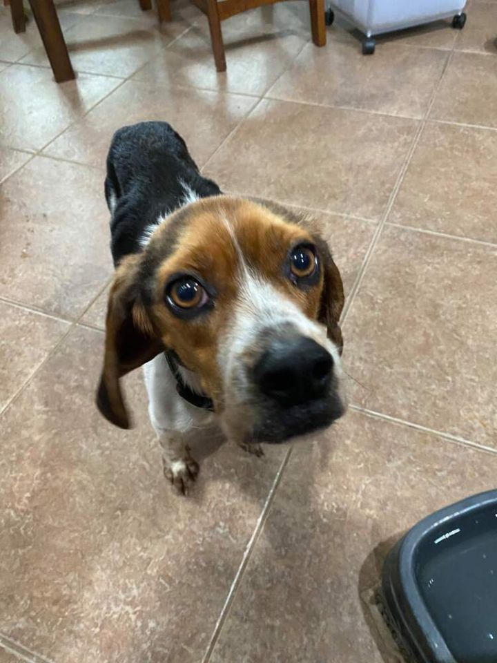 Dog For Adoption Snoopy A Beagle Mix In Houston Tx Petfinder
