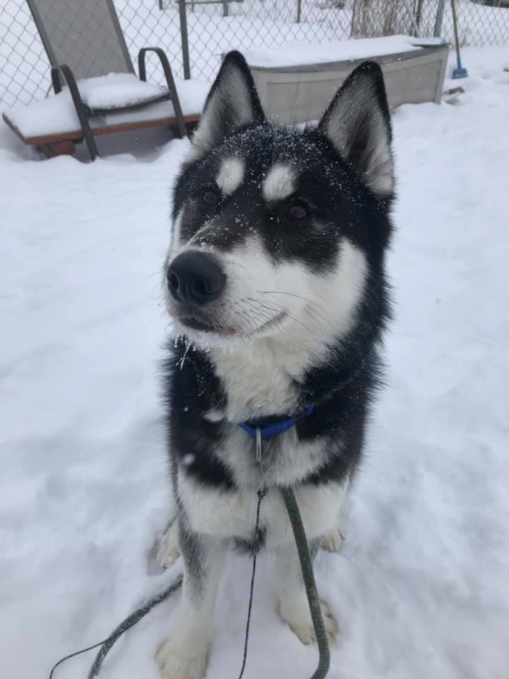 Buddy, an adoptable Siberian Husky, Husky in Harvard, IL, 60033 | Photo Image 2