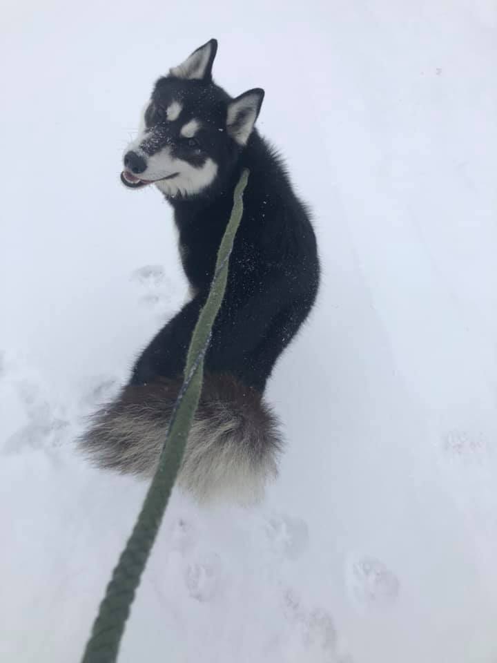 Buddy, an adoptable Siberian Husky, Husky in Harvard, IL, 60033 | Photo Image 3