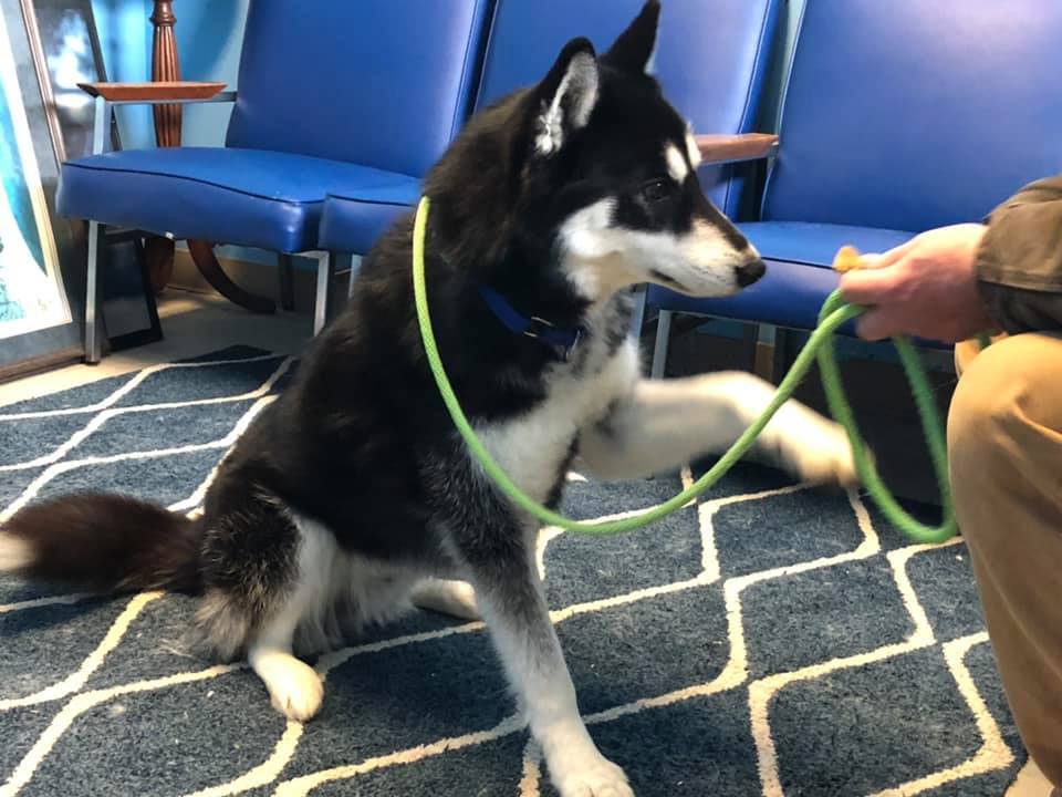 Buddy, an adoptable Siberian Husky, Husky in Harvard, IL, 60033 | Photo Image 4