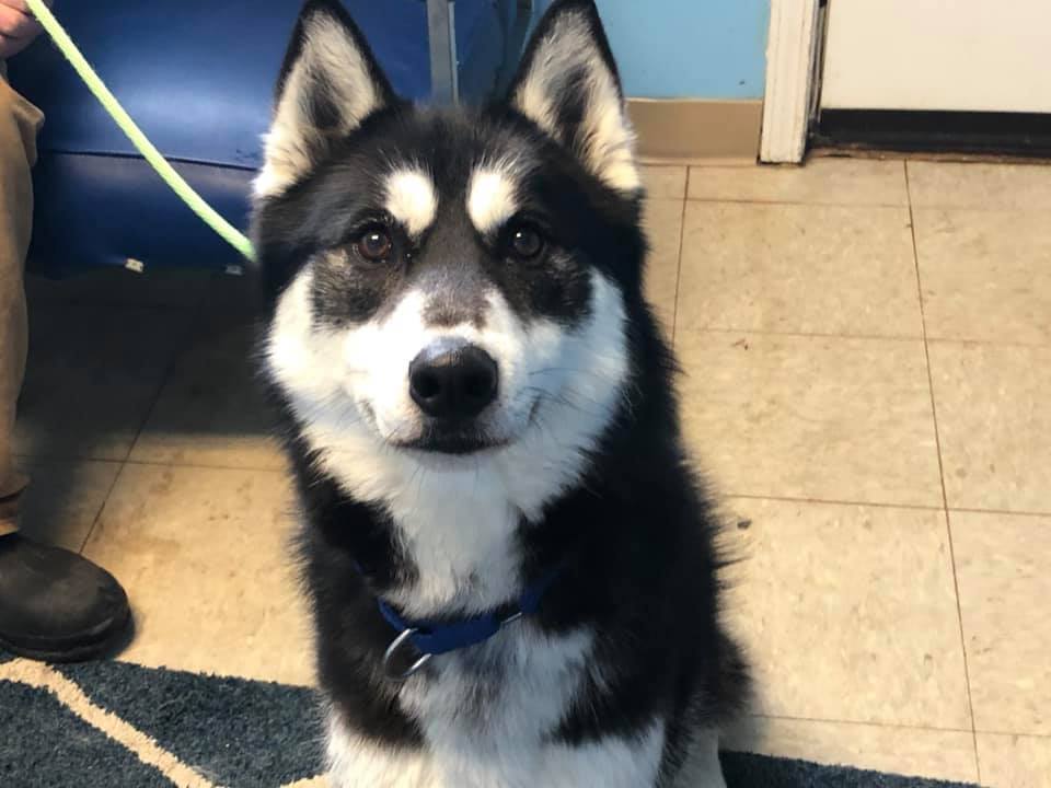 Buddy, an adoptable Siberian Husky, Husky in Harvard, IL, 60033 | Photo Image 1