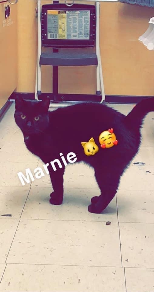 Marnie, an adopted Domestic Short Hair in Liverpool, NY_image-2
