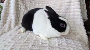 If you are interested in adopting Bun please inquire here on Petfinder or contact us at infobunnyw