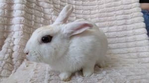 If you are interested in adopting Plum please inquire here on Petfinder or contact us at infobunny