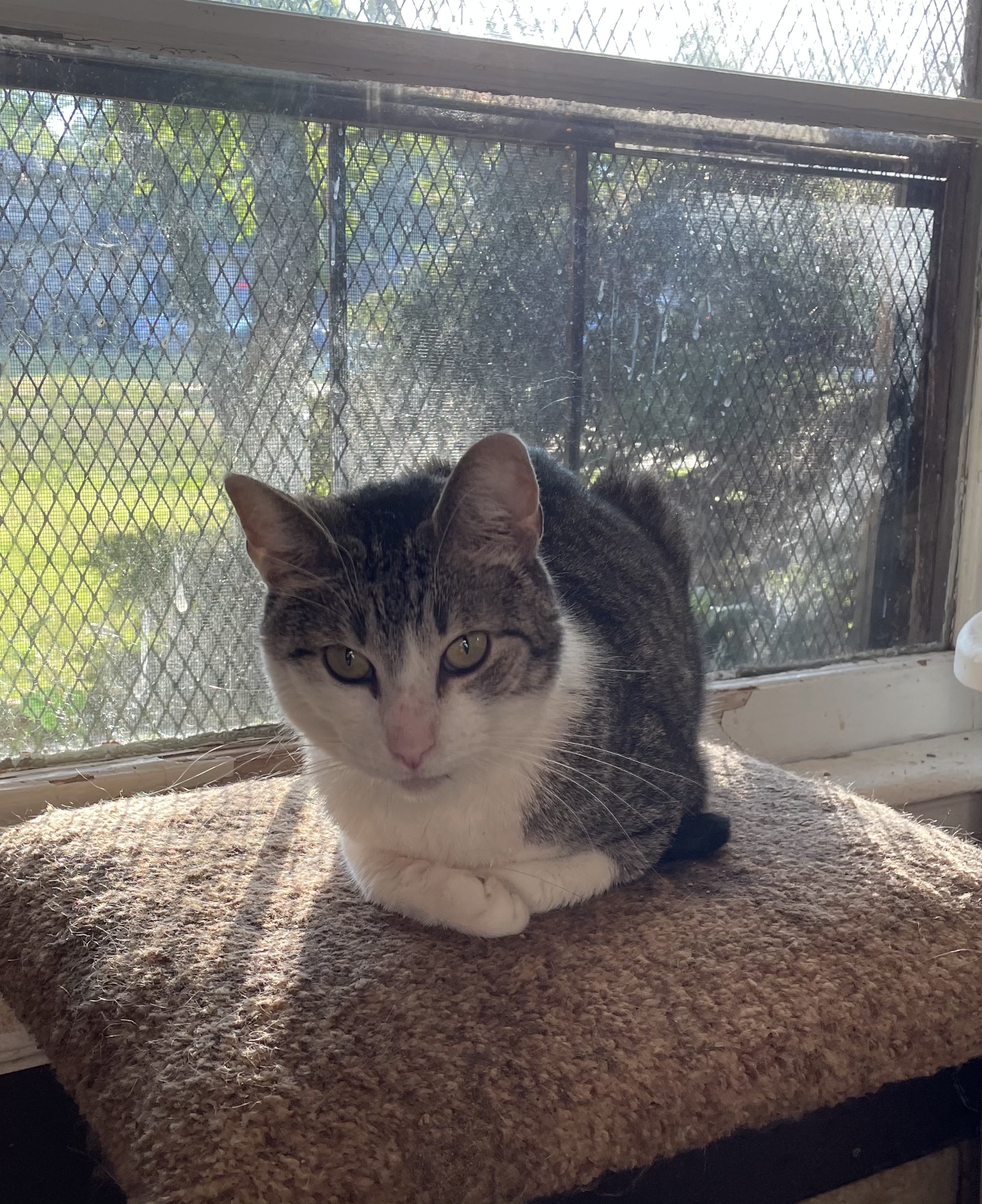 Patches, an adoptable Domestic Short Hair in Barrington, IL, 60010 | Photo Image 2