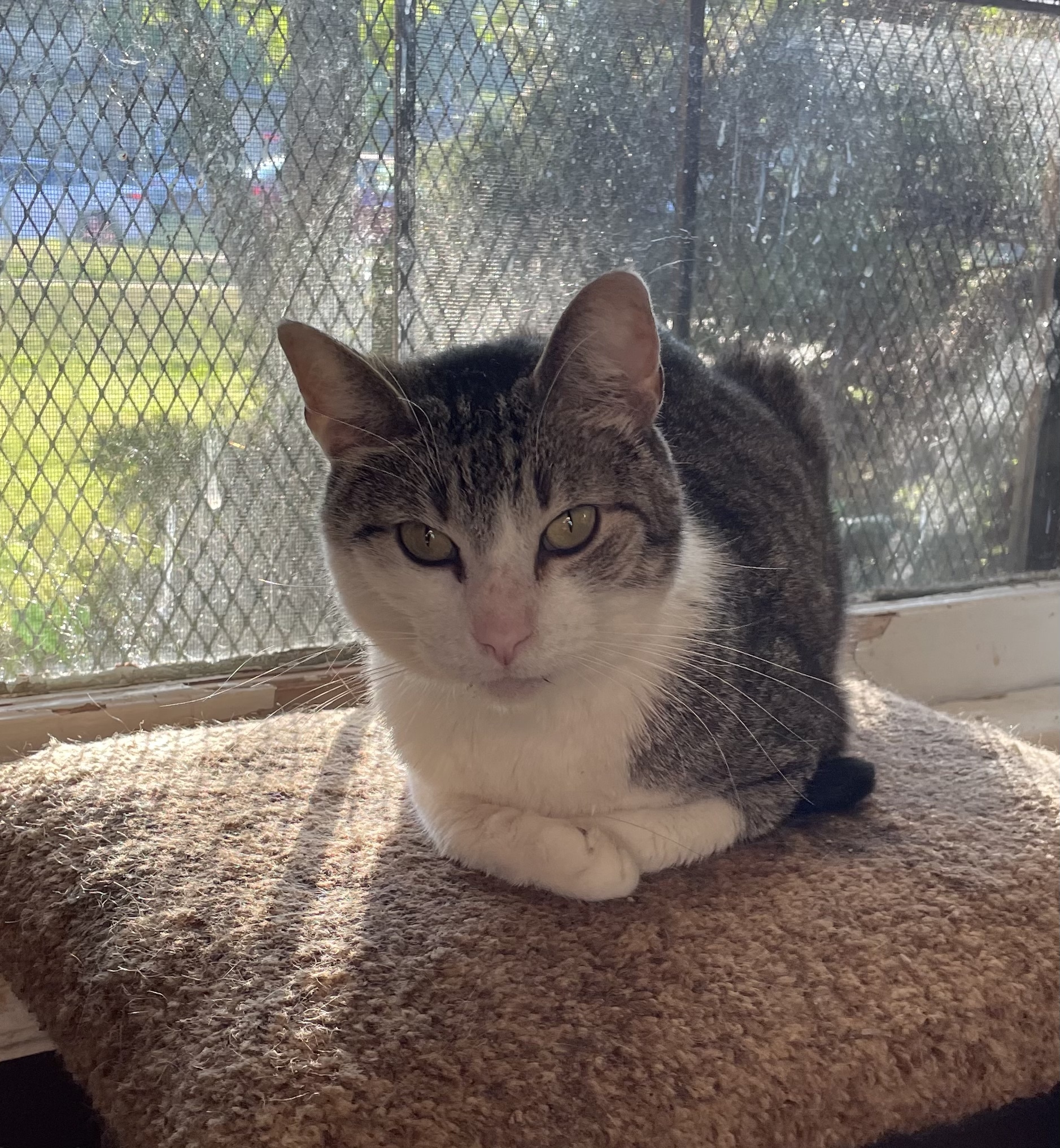 Patches, an adoptable Domestic Short Hair in Barrington, IL, 60010 | Photo Image 3