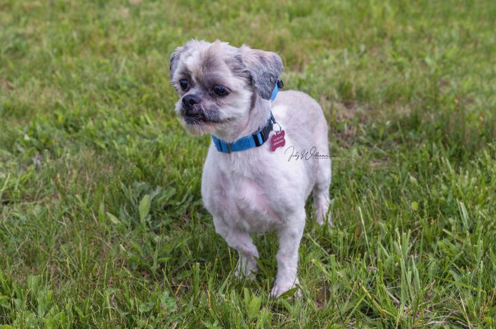 Martell, an adopted Shih Tzu Mix in Manlius, NY_image-2