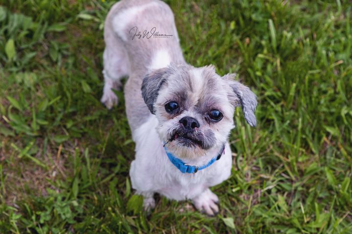 Martell, an adopted Shih Tzu Mix in Manlius, NY_image-3