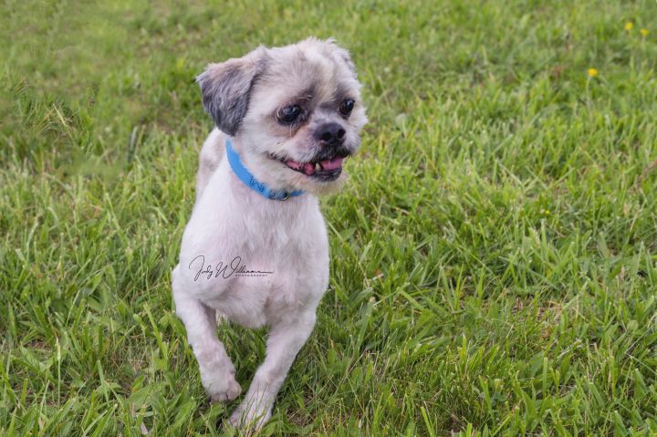Martell, an adopted Shih Tzu Mix in Manlius, NY_image-5
