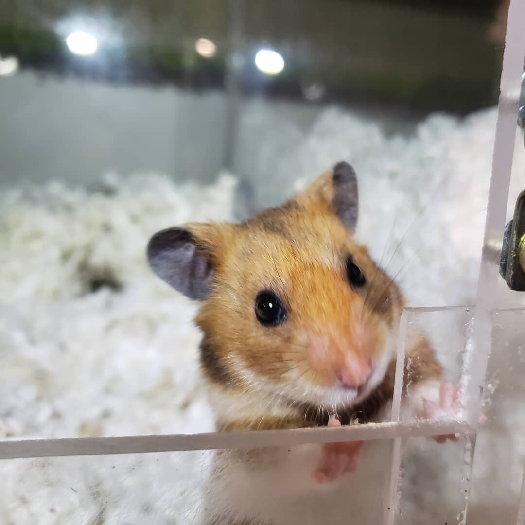 Shelter Dogs of Portland: BABY HAMSTERS - nice easy little pets