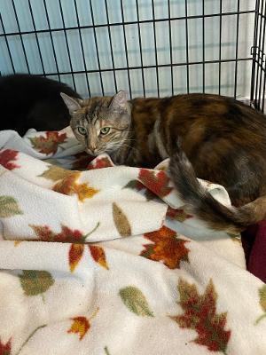 Jelly Bean, an adoptable Torbie, Domestic Short Hair in North Haven, CT, 06473 | Photo Image 3