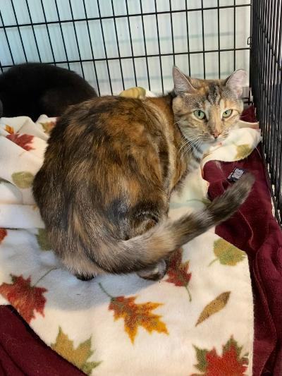 Jelly Bean, an adoptable Torbie, Domestic Short Hair in North Haven, CT, 06473 | Photo Image 4