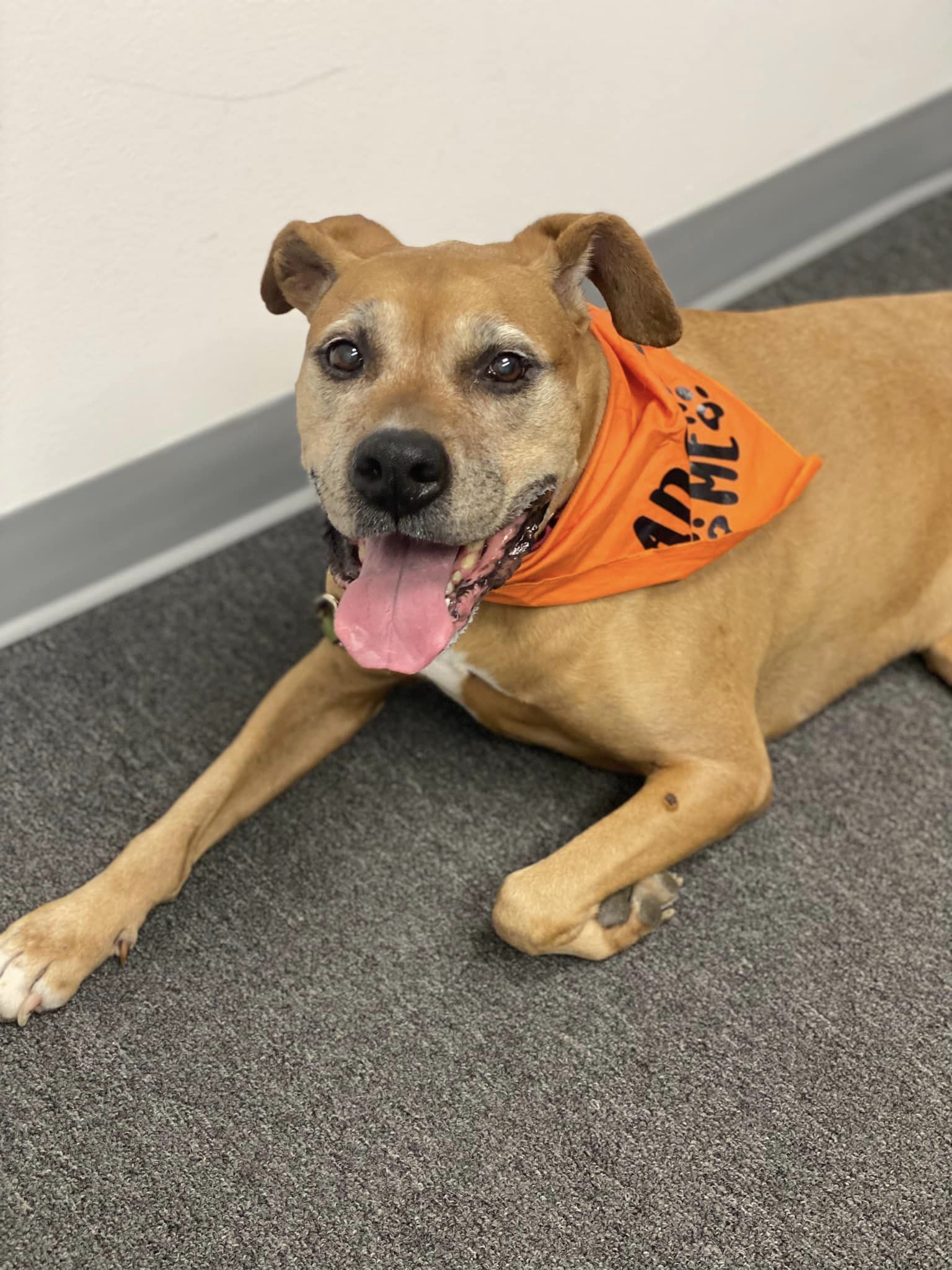 Annabelle, an adoptable Boxer in Stafford, VA, 22554 | Photo Image 1