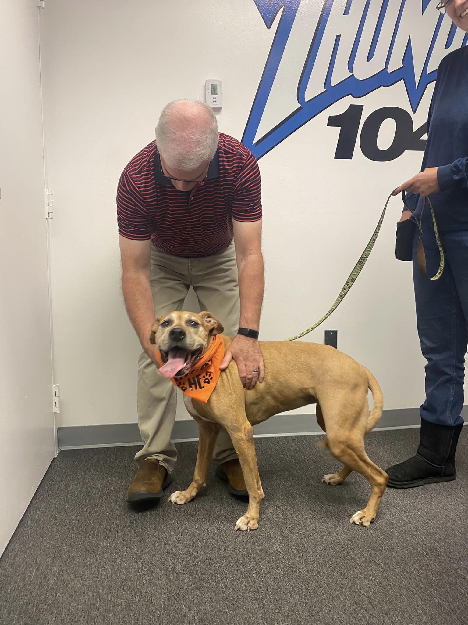 Annabelle, an adoptable Boxer in Stafford, VA, 22554 | Photo Image 2