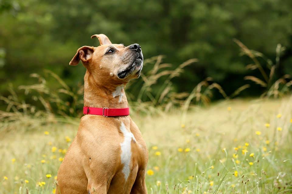 Annabelle, an adoptable Boxer in Stafford, VA, 22554 | Photo Image 3