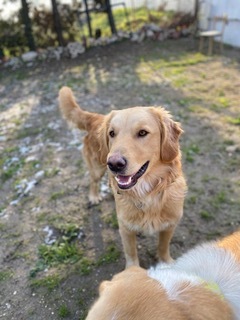 Samson, an adopted Golden Retriever in Los Angeles, CA_image-3