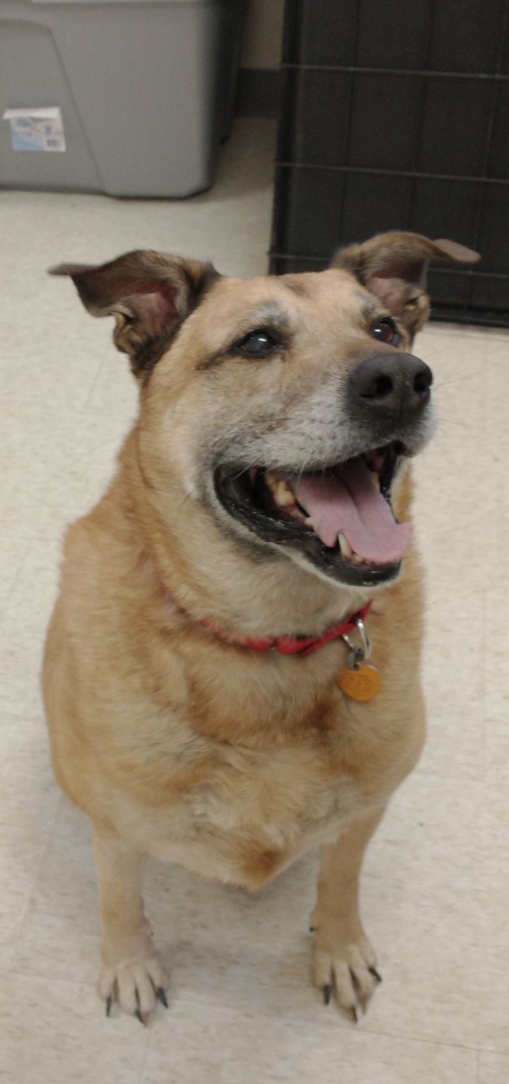 Jackson, an adopted Labrador Retriever Mix in Salem, NH_image-1