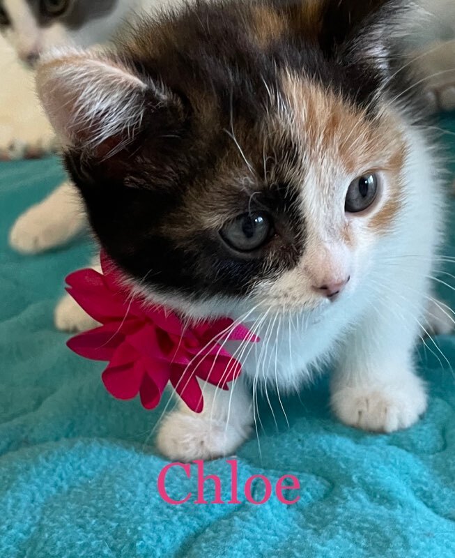 Chloe 4