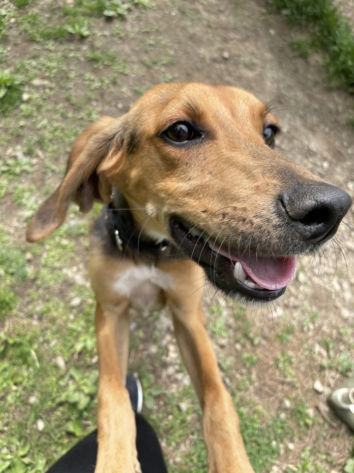Henry - happy skinny hound pup 3