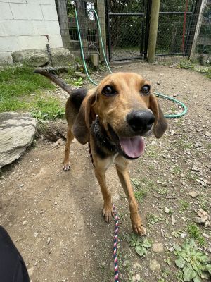 Henry - happy skinny hound pup