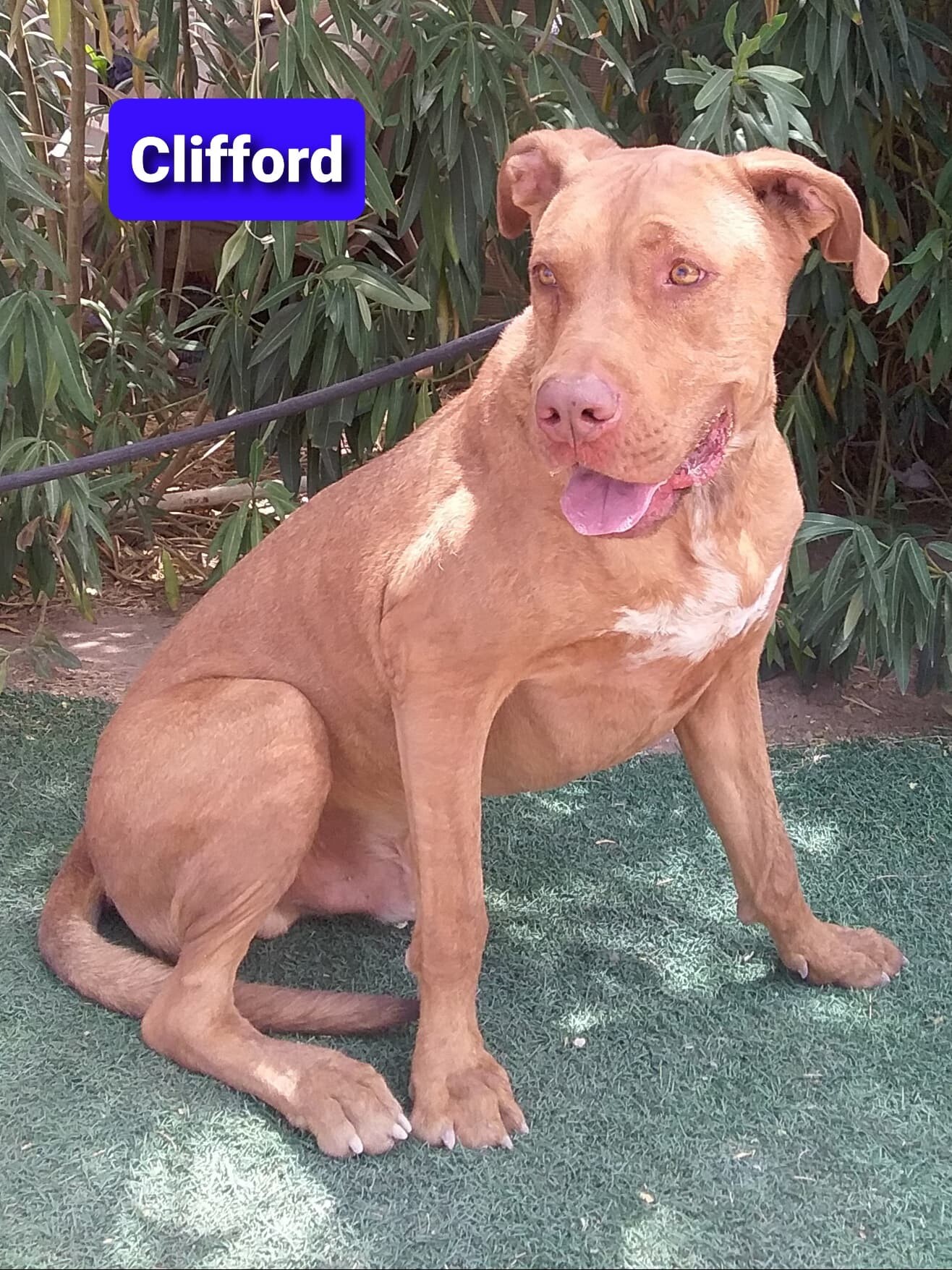 Clifford, an adoptable Labrador Retriever, Mastiff in Las Vegas, NV, 89136 | Photo Image 2
