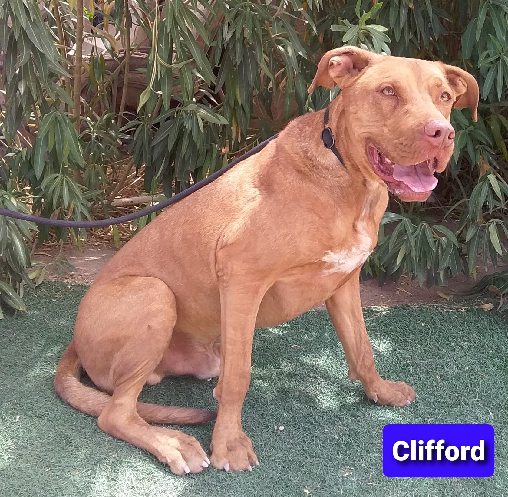 Clifford, an adoptable Labrador Retriever, Mastiff in Las Vegas, NV, 89136 | Photo Image 1