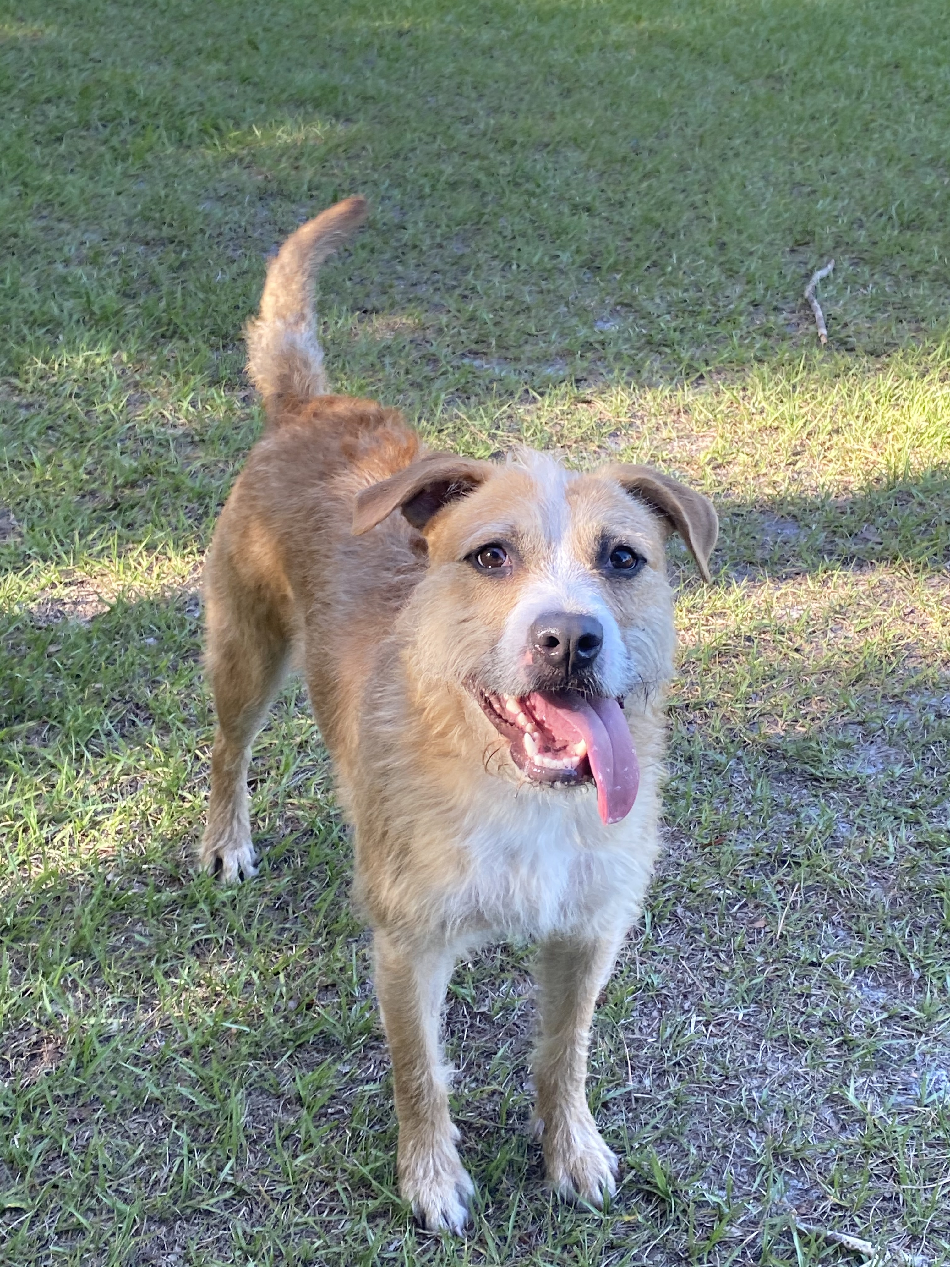 Max, an adoptable Border Terrier in Palm City, FL, 34990 | Photo Image 5