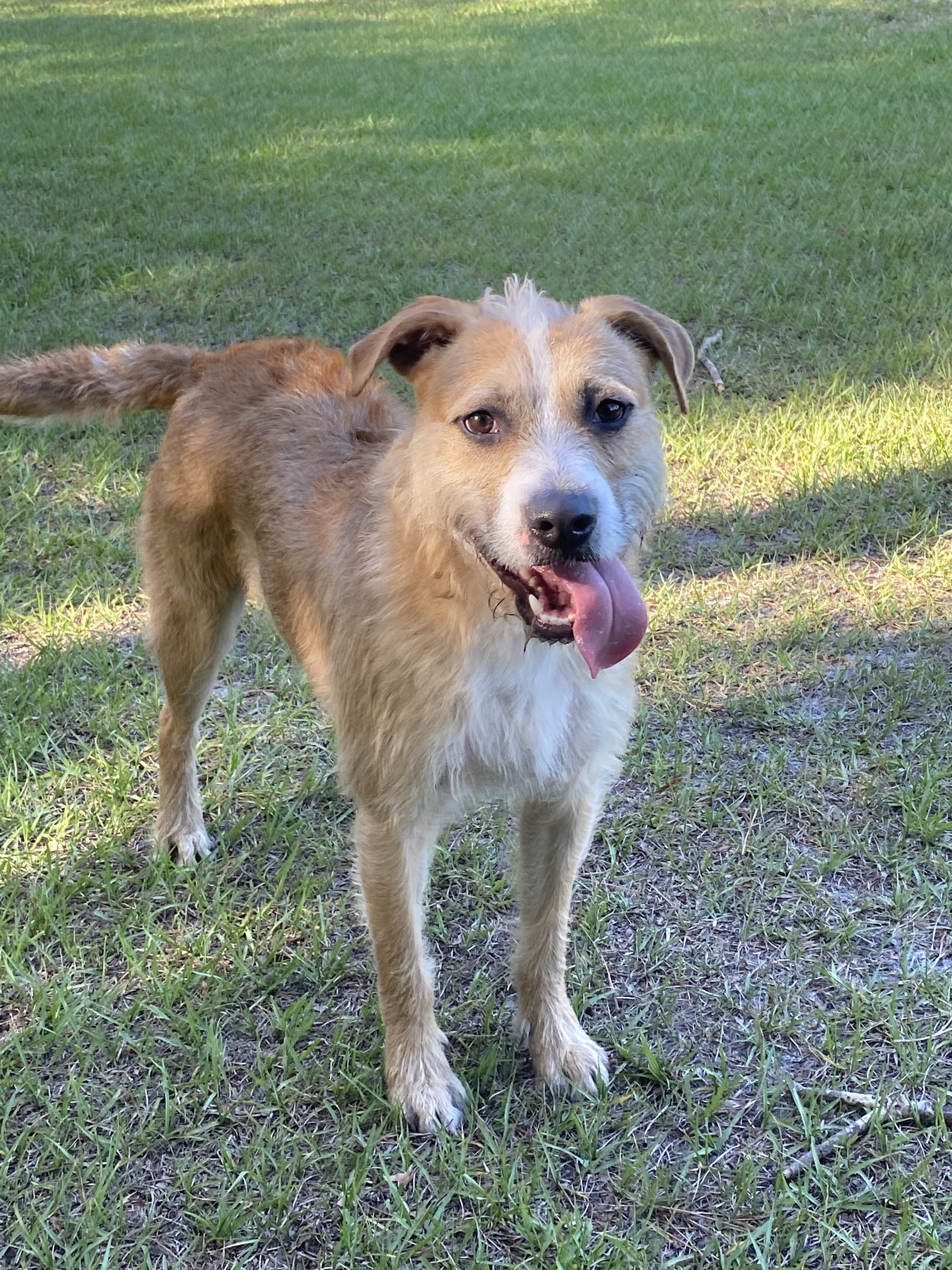 Max, an adoptable Border Terrier in Palm City, FL, 34990 | Photo Image 4