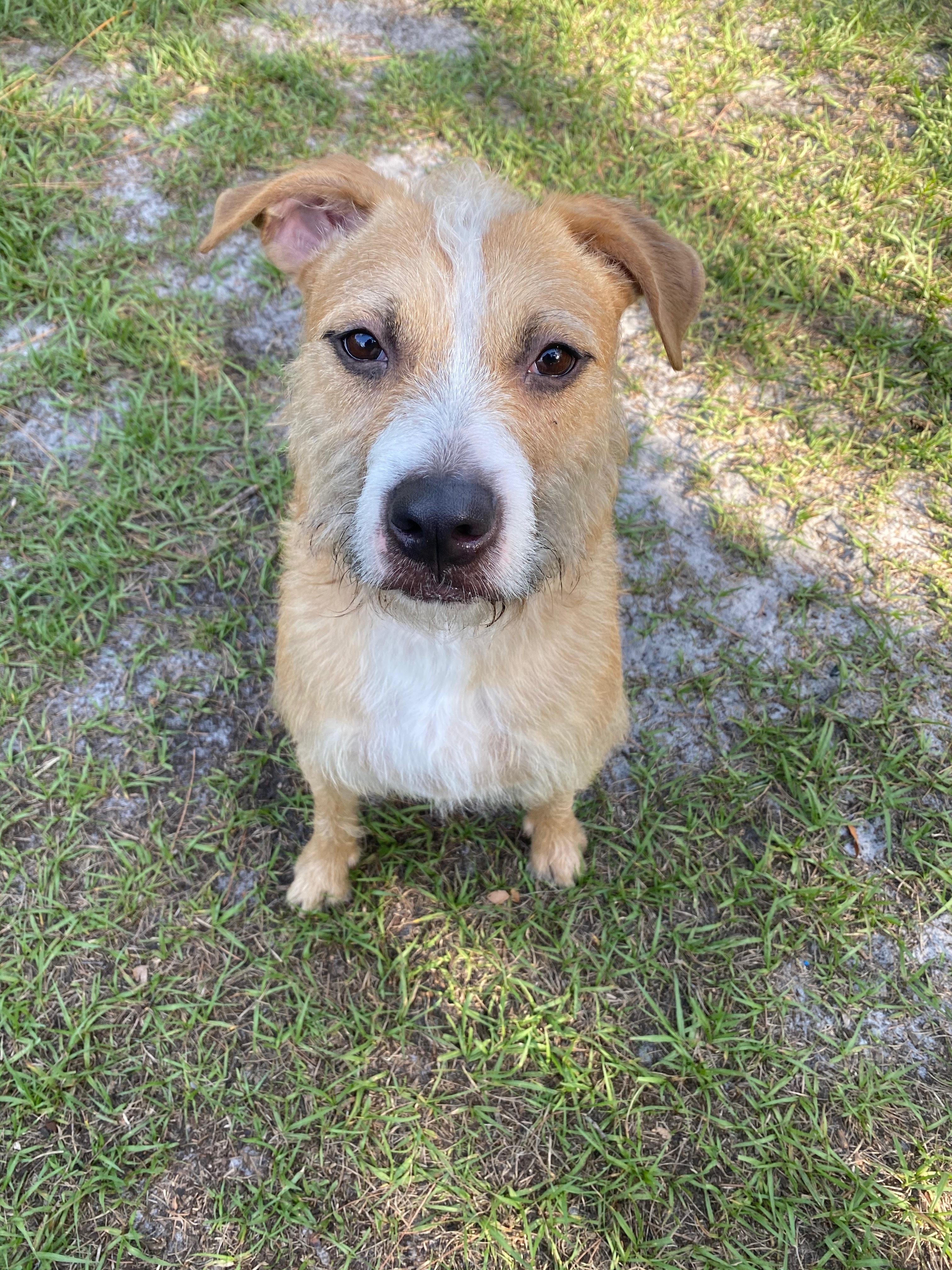 Max, an adoptable Border Terrier in Palm City, FL, 34990 | Photo Image 1