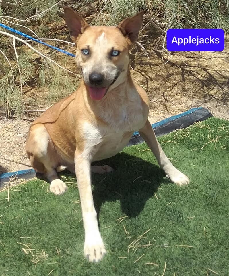 Applejacks, an adoptable Shepherd in Las Vegas, NV, 89136 | Photo Image 1