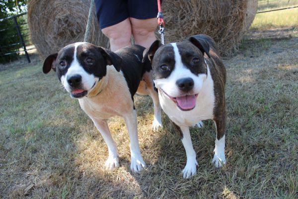 Laverne, an adoptable Shepherd, Terrier in Lone Oak, TX, 75453 | Photo Image 3