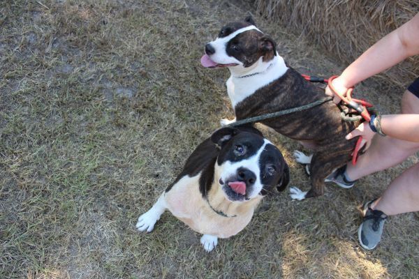 Shirley, an adoptable Pit Bull Terrier in Lone Oak, TX, 75453 | Photo Image 5