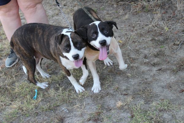 Shirley, an adoptable Pit Bull Terrier in Lone Oak, TX, 75453 | Photo Image 6