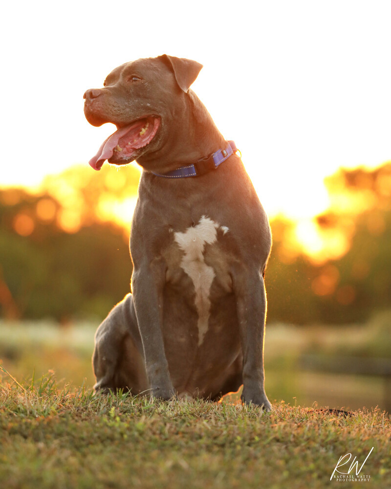 Tank, an adoptable Pit Bull Terrier in Lone Oak, TX, 75453 | Photo Image 1