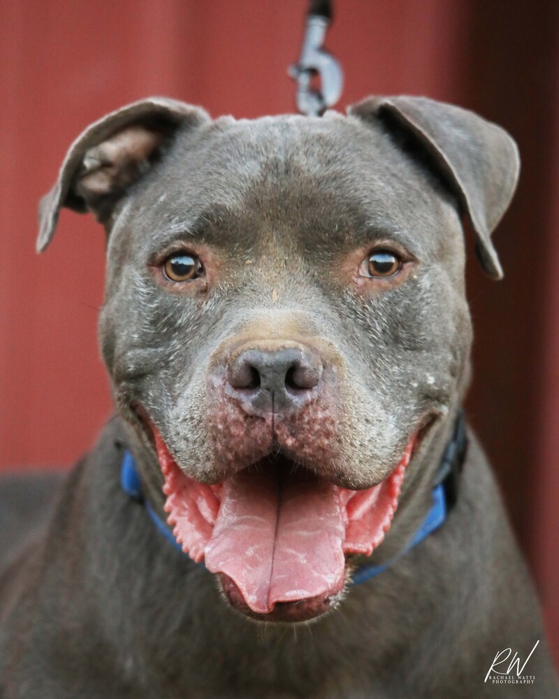 Tank, an adoptable Pit Bull Terrier in Lone Oak, TX, 75453 | Photo Image 2
