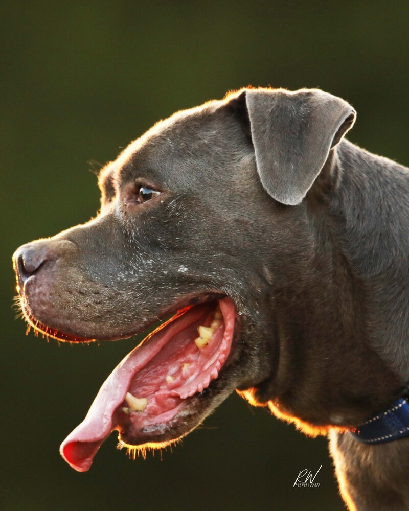 Tank, an adoptable Pit Bull Terrier in Lone Oak, TX, 75453 | Photo Image 3