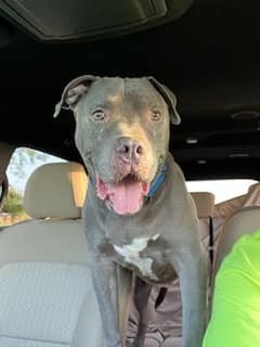 Tank, an adoptable Pit Bull Terrier in Lone Oak, TX, 75453 | Photo Image 4